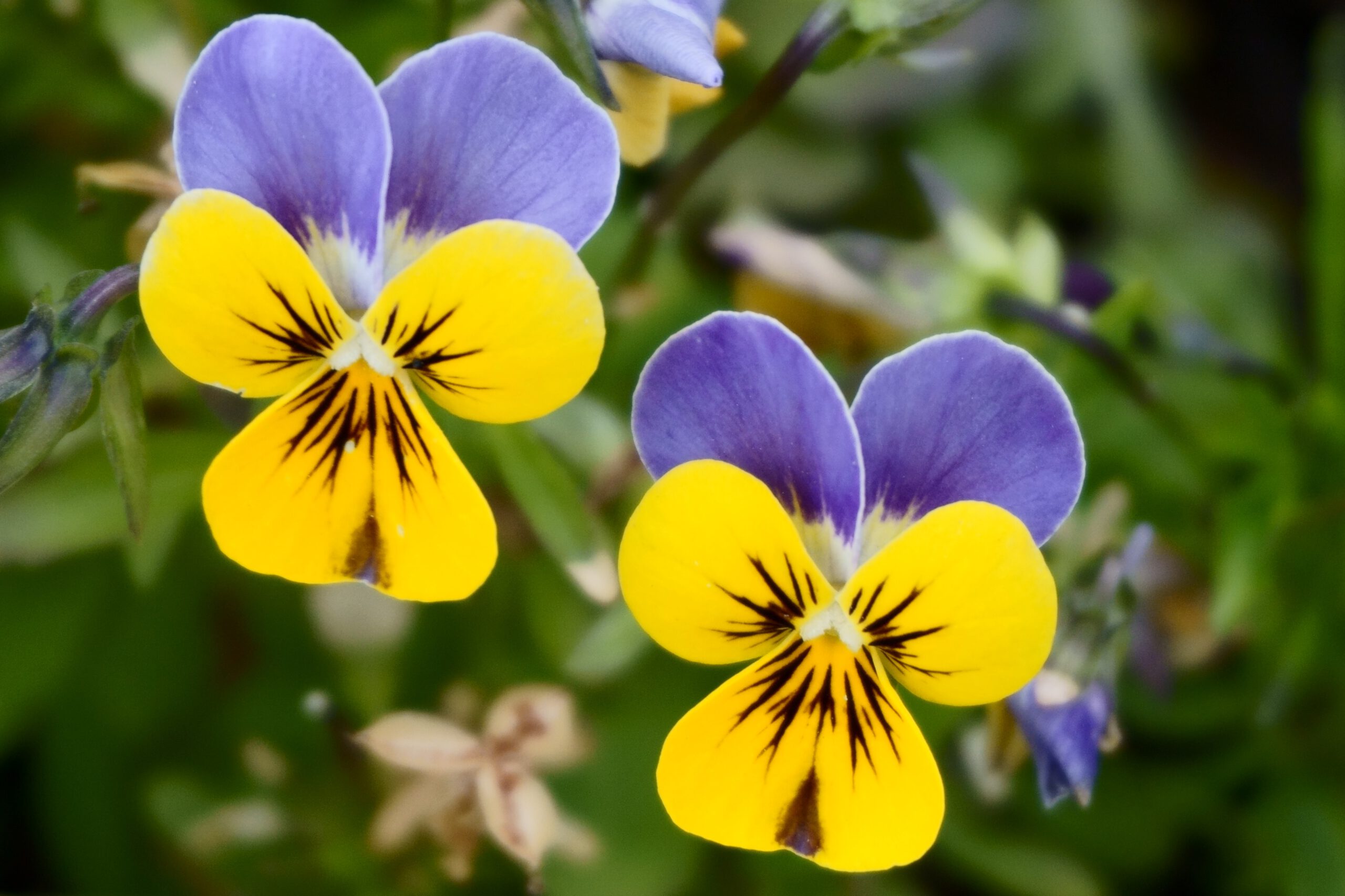 Fioletowo-żółte kwiaty bratków na tle zieleni