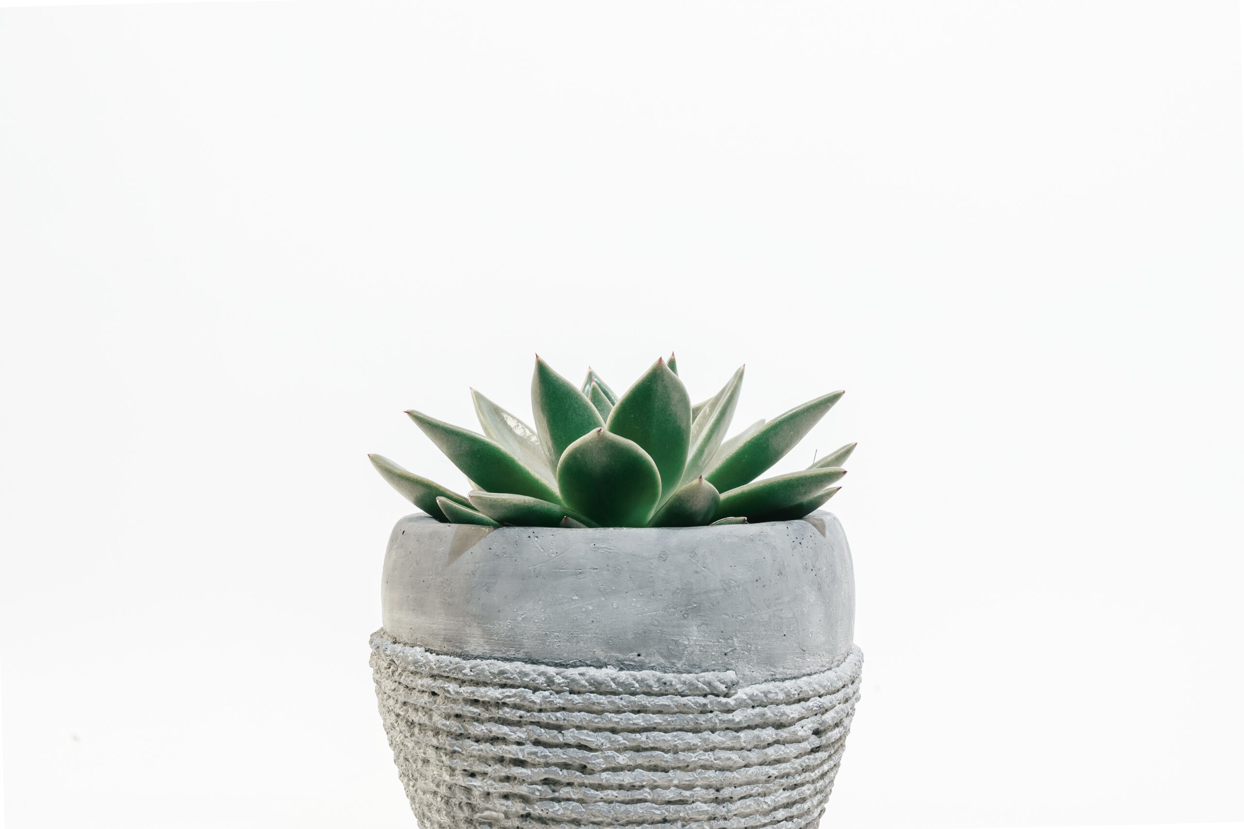 Mały sukulent w postaci kaktusa w szarej doniczce na białym tle