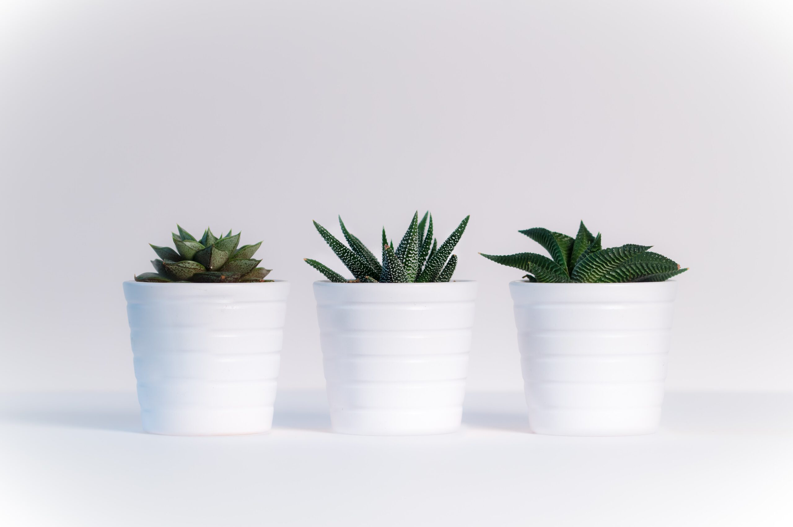 Trzy małe kaktusy w białych doniczkach, stojące na białym stole na białym tle